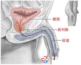 尿血是怎么回事,應該怎么治療-石河子五洲醫院