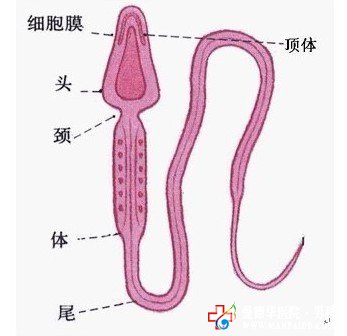 精子成活率低怎么辦