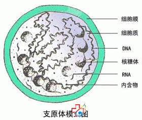 支原體感染是不是性病