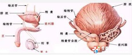 自我如何診斷是否患前列腺炎