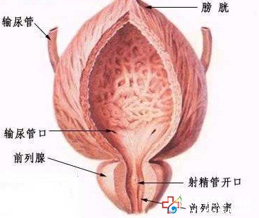 男性排尿困難，當心前列腺炎