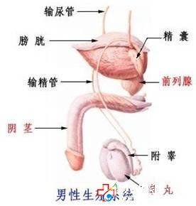 前列腺炎對勃起功能有影響嗎-石河子男科醫院